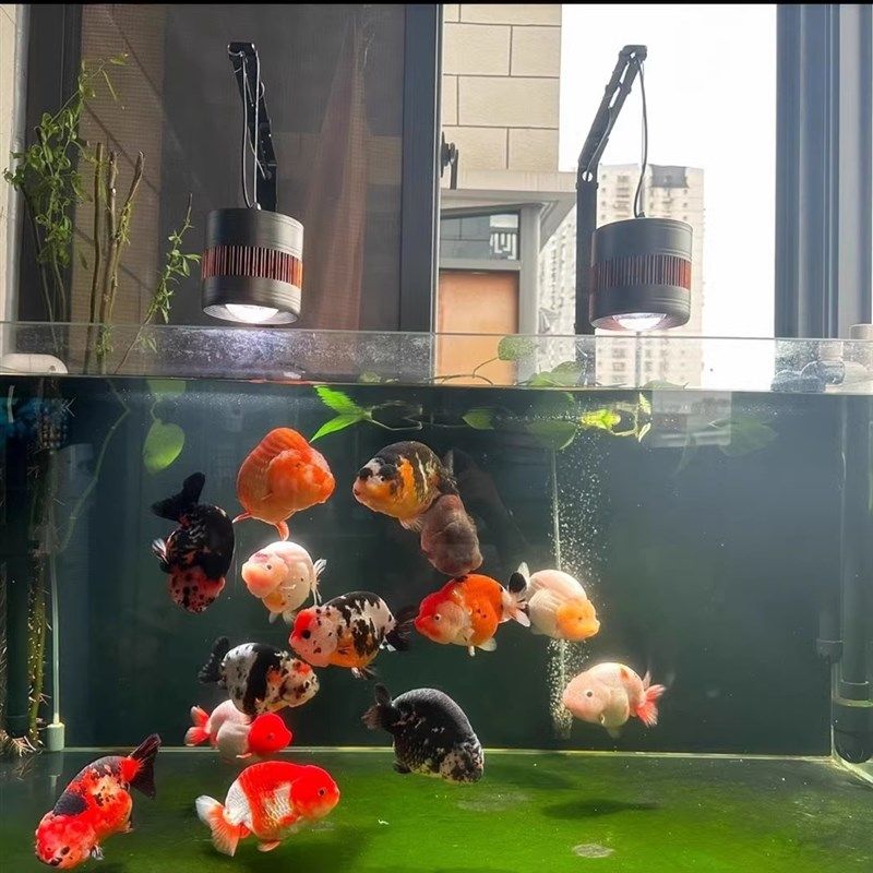 50W马印水族灯光源鱼缸海缸水草LED龙鱼金鱼珊瑚灯芯片爆藻增艳