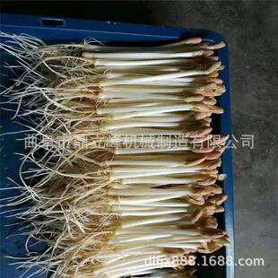 大型全自动豆芽机大连地区商用智能型豆芽机价格芽苗机厂家