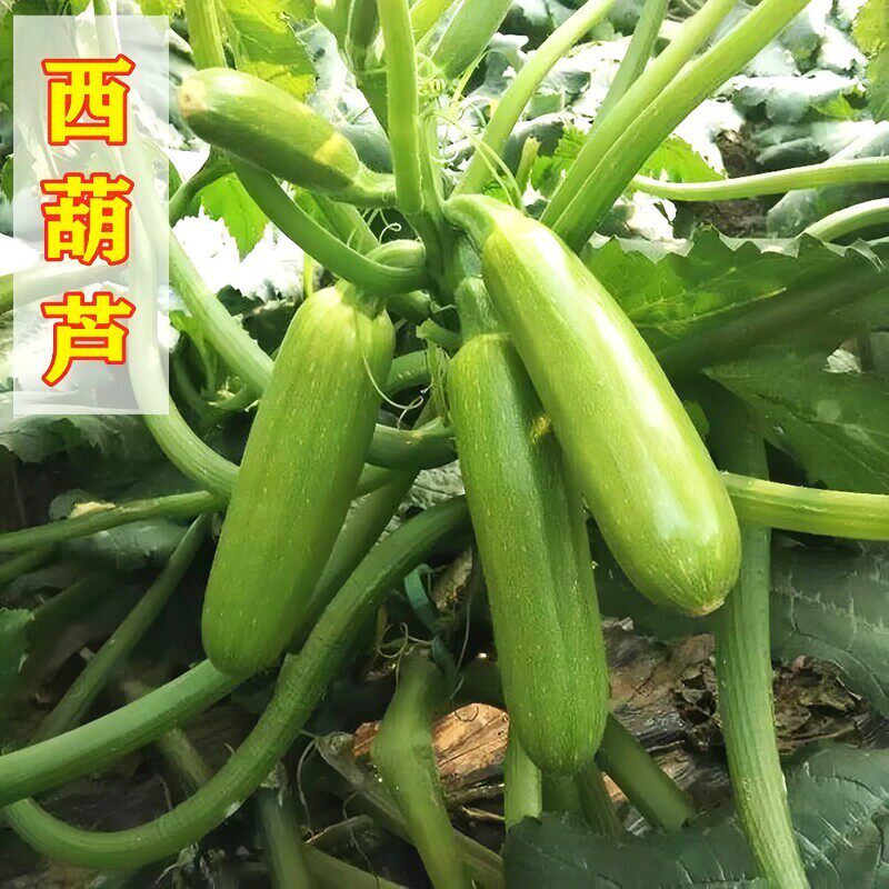 【严选高产品质】西葫芦种子苗高产四季盆栽西胡芦种籽蔬菜