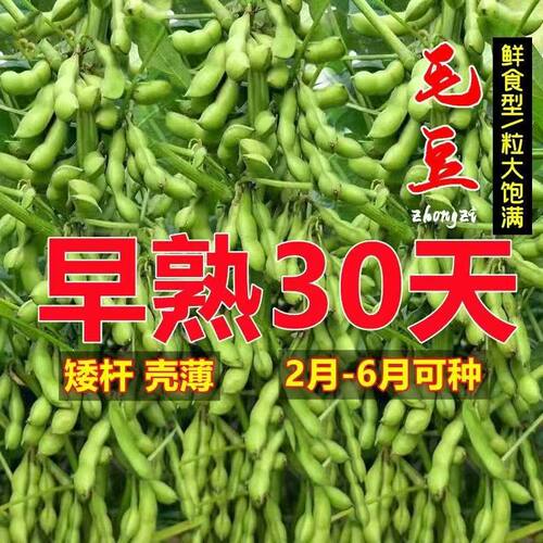 原装大荚高产早熟毛豆种子