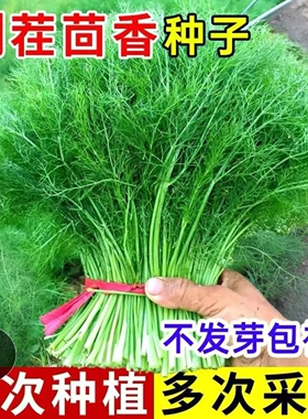 割茬茴香种子多次采收小叶茴香蔬菜四季播种谷香佐料种子茴香种子