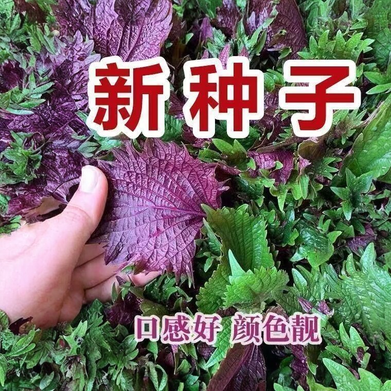 紫苏种子四季种植盆栽种籽孑种可食用紫苏叶籽种苗菜野菜蔬菜苏子