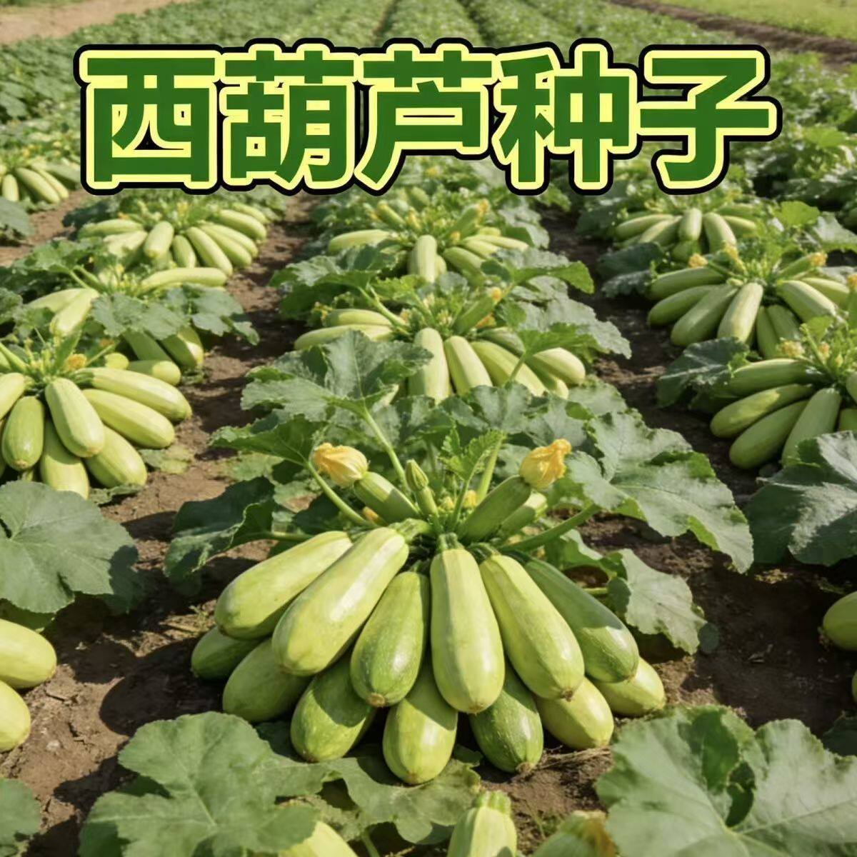 正品西葫芦种子耐寒抗病高产