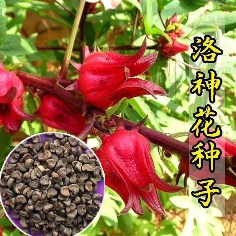 洛神花红桃K四季种观花种子