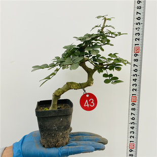 张氏微景园掌盆对节白蜡微型造型山水盆景办公桌绿植盆栽熟桩素材