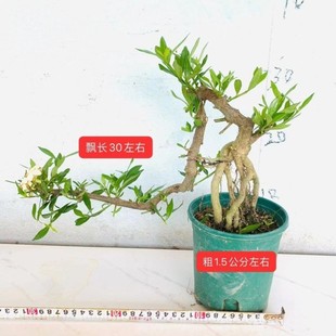 悬崖小叶红芽雀梅盆景老桩提根柳叶栀子花树苗游龙造型胡椒木老桩