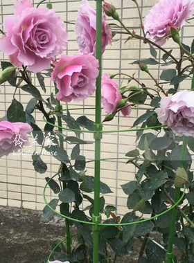 铃兰家  蜻蜓 月季紫色波浪边包对版浓香四季开盆栽花.苗阳台花