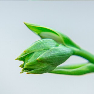 金边玉簪花苗绿植盆栽大盆室内阳台室外庭院好养易活观叶花卉植物
