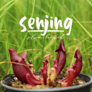 紫瓶子草血脉/红到r发黑的紫瓶/大棚选育精品食虫植物趣味绿