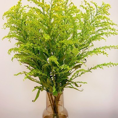 黄莺草鲜花家庭水养鲜切花办公室室内瓶插花桌面观赏装饰节日礼物