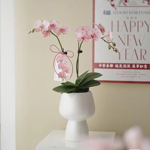 单株蝴蝶兰花盆套盆轻奢感高脚陶瓷花盆盆栽盆子白色兰花花盆