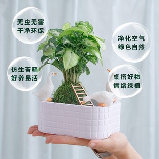 水培植物微景观桌面小盆栽办公室内家养四季绿植净化Y空气懒人好