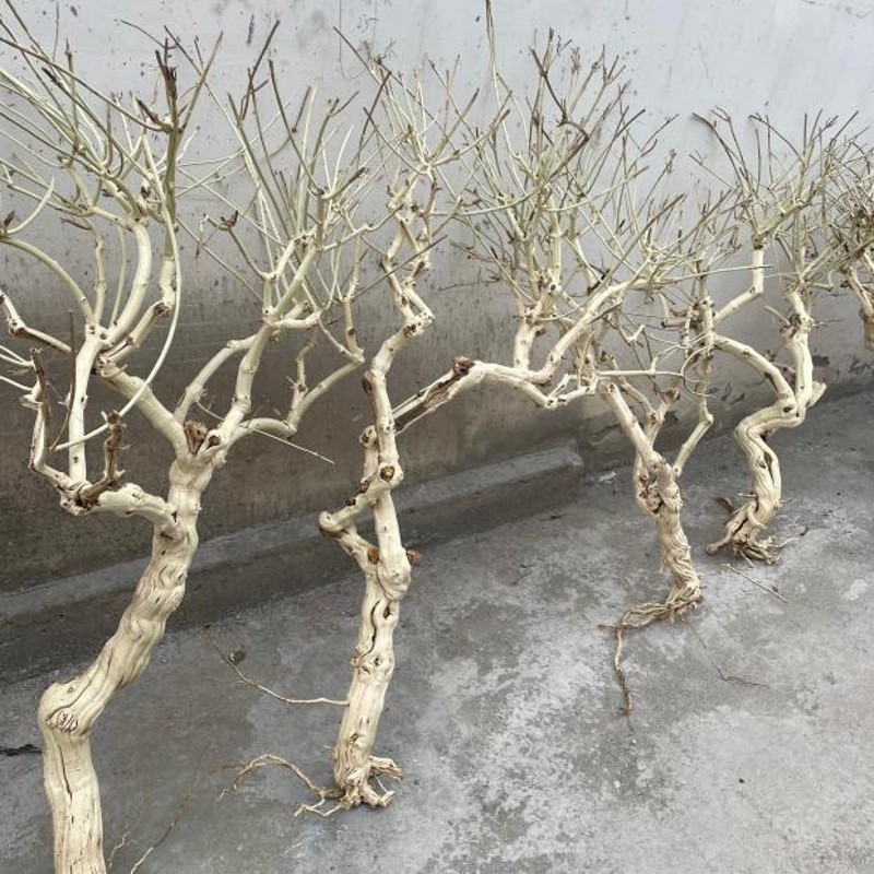 去皮造型树枝装饰树干枝枯树杆龙骨造景树玄关屏风摆件霸王歪脖树