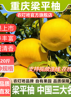 农叮咚【品牌直营】重庆梁平柚平顶梁山白心麻子柚水果 三大名柚