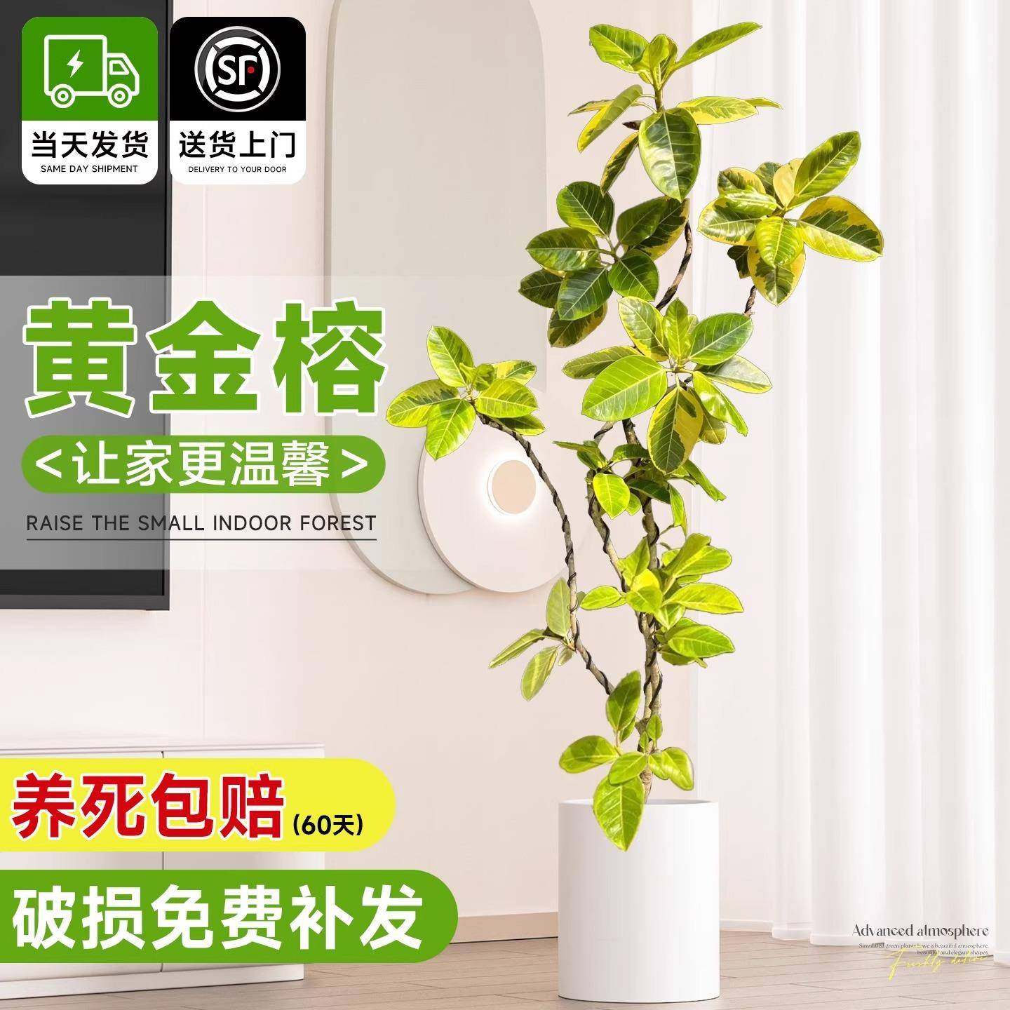花叶造型黄金榕橡皮树客厅绿植富贵榕室内办公室绿植大型盆栽植物