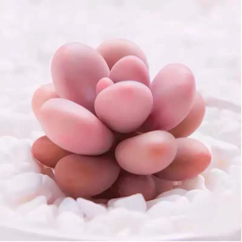 韩版汤圆手指奶酪多肉植物肉肉超萌新手桃蛋花卉糖豆迷你盆栽绿植