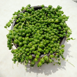 多肉植物佛珠吊兰盆栽紫玄月情人泪室内阳台