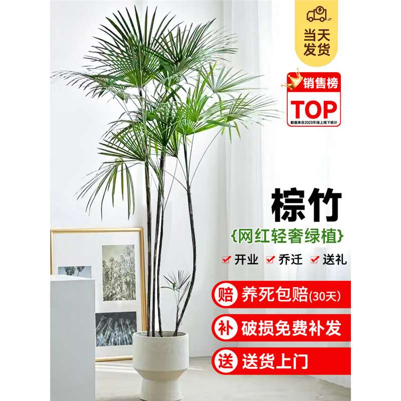 金山棕竹盆栽室内细叶植物大型绿植客厅小叶竹子吸收甲醛四季好养