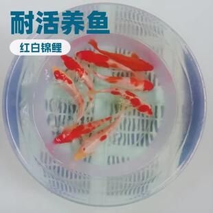 冷水观赏鱼纯种大锦鲤鱼红白鱼池养殖放生鱼鱼缸养好活鱼生态鱼