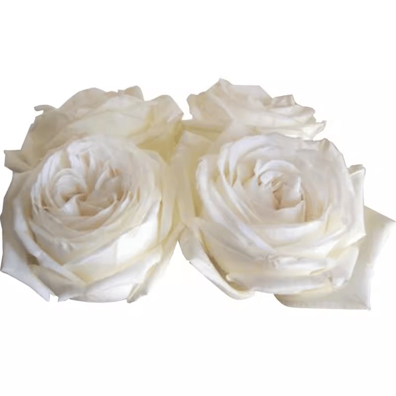 浓香珍妮莫罗月季花苗四季开特大花庭院阳台花卉植U物易活玫瑰盆