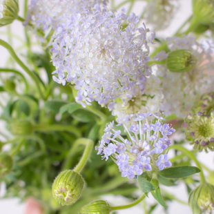翠珠花鲜切花直批云南基地直发家用瓶插花花期长时令水养节日鲜花