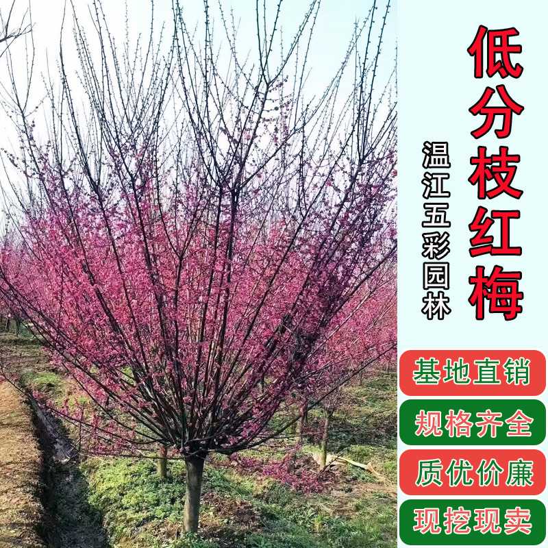红梅基地 低分枝成都直供四川移栽花树观花风景树植物