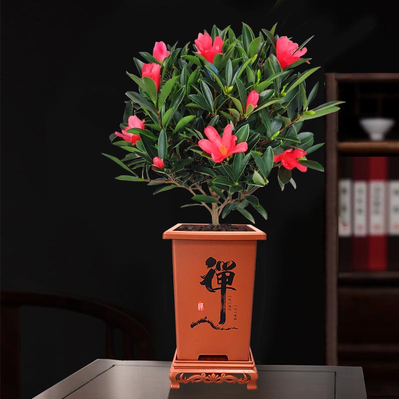 H四季杜鹃红山茶花室内客厅大盆栽带花苞开植物烈香名贵禅盆绿植