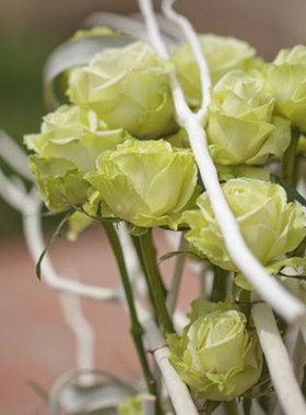 铃兰家  绿色k浪漫  绿色茶香欧月月季花苗阳台盆栽花卉植物四季