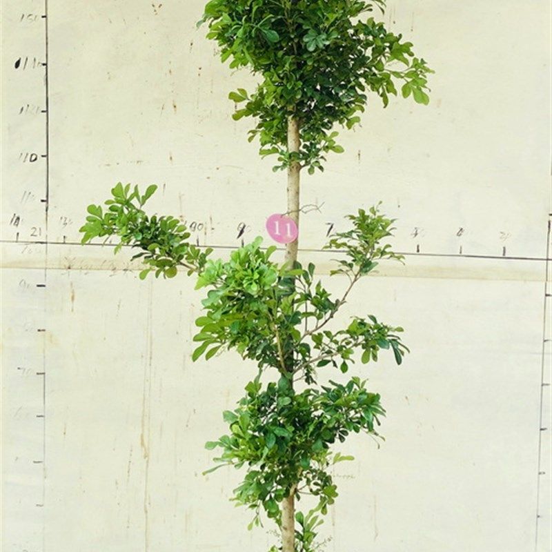 米兰老桩植物盆栽一物一w拍室内庭院大型绿植净化空气多省