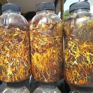 优质天麻密环菌 猪苓密环菌 枝条密环菌种天麻硕果V萌发菌新鲜天