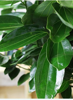 大平安树绿色盆栽大型绿植花卉室内客F厅办公室大植物四季常青盆