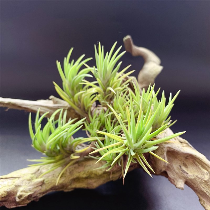 忘记它 --小型品n种空气凤梨办公室植物家居新奇懒人无土绿植