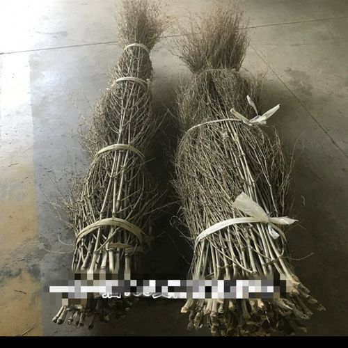 竹扫把材料楠竹枝扫把头大竹扫帚替换料环卫工用的便宜竹扫把头