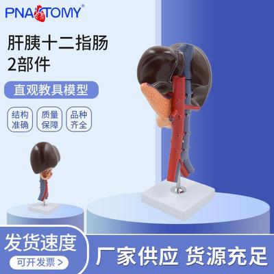 PNT-0452 肝胰十二指肠2部件用肝解刨模型肝胰十二指肠切面模型