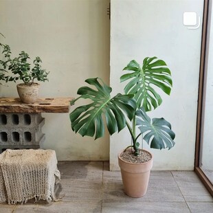 老桩圆叶龟背竹锦化盆栽室内大型绿植客厅好养活四季常青净化空气