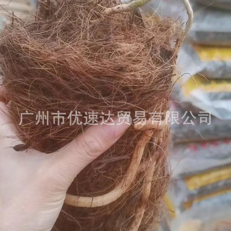 兰花专用土椰棕丝园艺花卉植物绿植土壤土遮盖椰丝花盆铺面