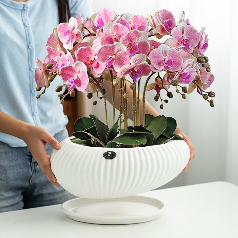 简约黑白蝴h蝶兰花盆陶瓷兰花绿植蛋形竖纹客厅大号家用带托盘,鲜花速递/花卉仿真/绿植园艺,花盆,淘宝优惠券,粉丝福利购,淘宝优惠卷