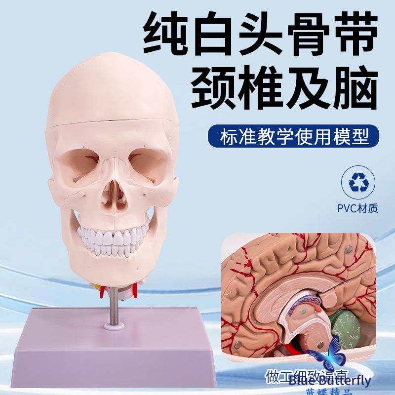 头颅骨模型 头颅骨带颈椎及脑模型 颈动脉 人体头颅脑动脉模型