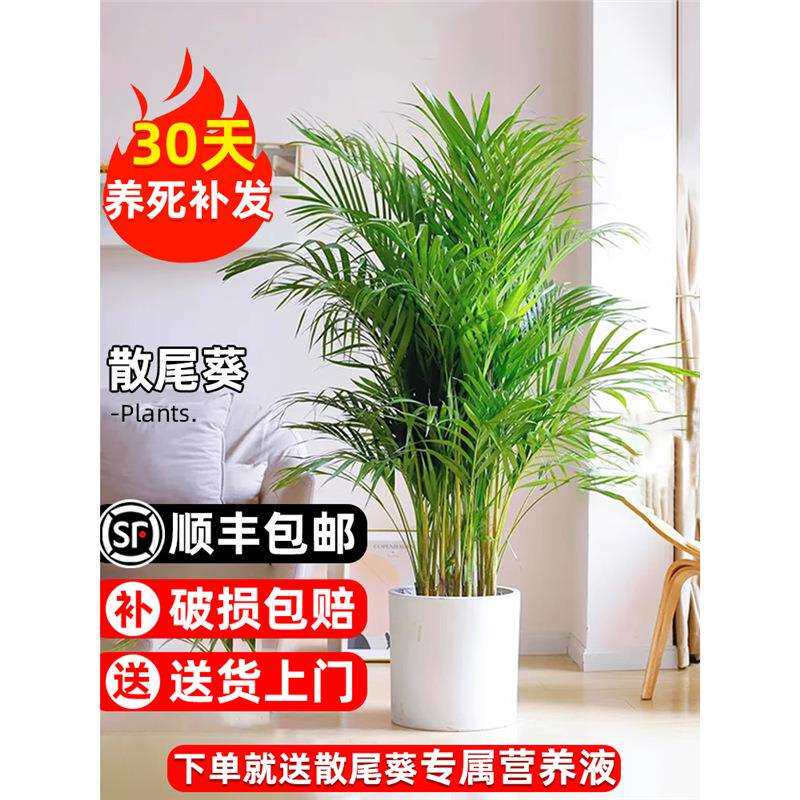 散尾葵凤尾竹盆栽室内客厅大型绿植吸甲醛植物四季常青富贵椰花卉