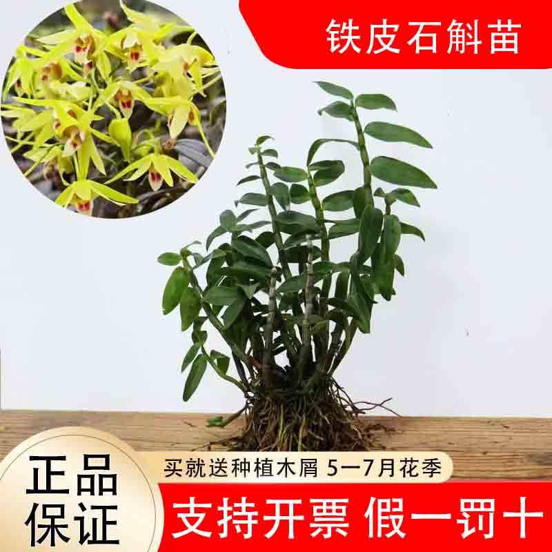 可食用铁皮石斛苗盆栽