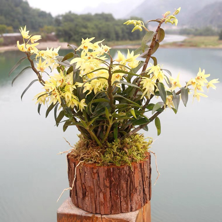 木桩铁皮石斛苗可食用5一7月花季