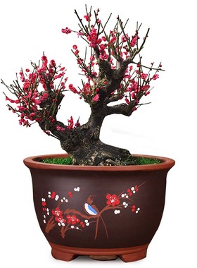 原生红须朱砂h梅红大红色红梅骨里红梅花绿梅乌羽玉南北方花卉