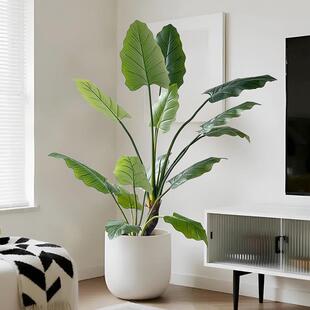 仿真绿植绿帝王室内大型假植物盆栽客厅服装店落地造景装饰龟背竹
