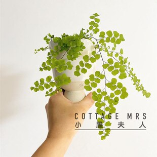 柔情铁线蕨 盆栽 生态雨林缸造景蕨类植物V室内桌面耐阴