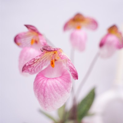 玉女兜兰硬叶兜兰n盆栽趣味植物 室内花卉 办公室绿植客厅