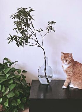 透明玻璃摆件水肚花瓶地厅落客圆肚小口径插花大养马醉木水培吊钟