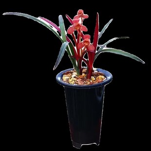 建兰浓香型带花苞发货室内各种网红芽艺草名贵兰花苗盆栽大红荷瓣