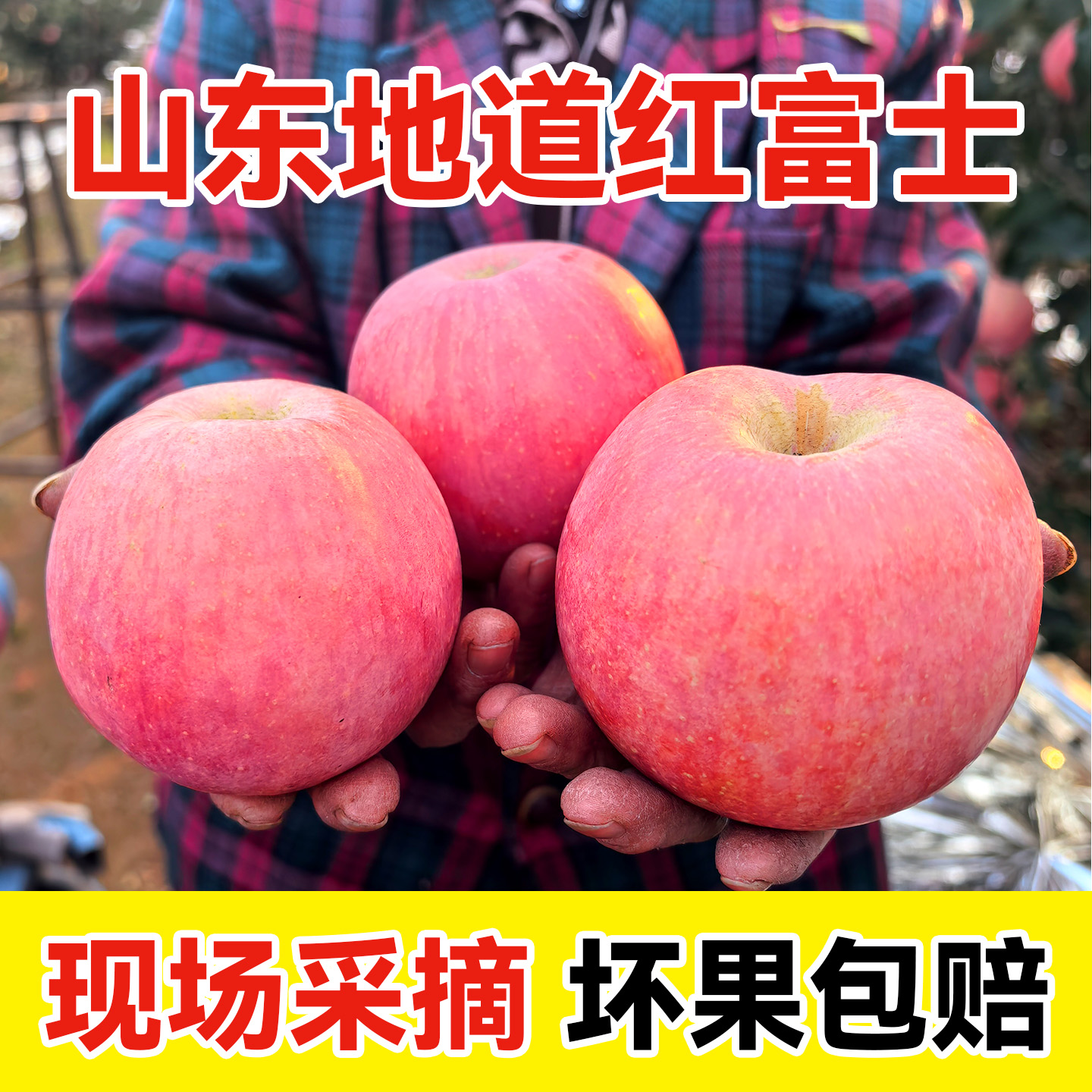 烟台苹果山东烟台红富士苹果