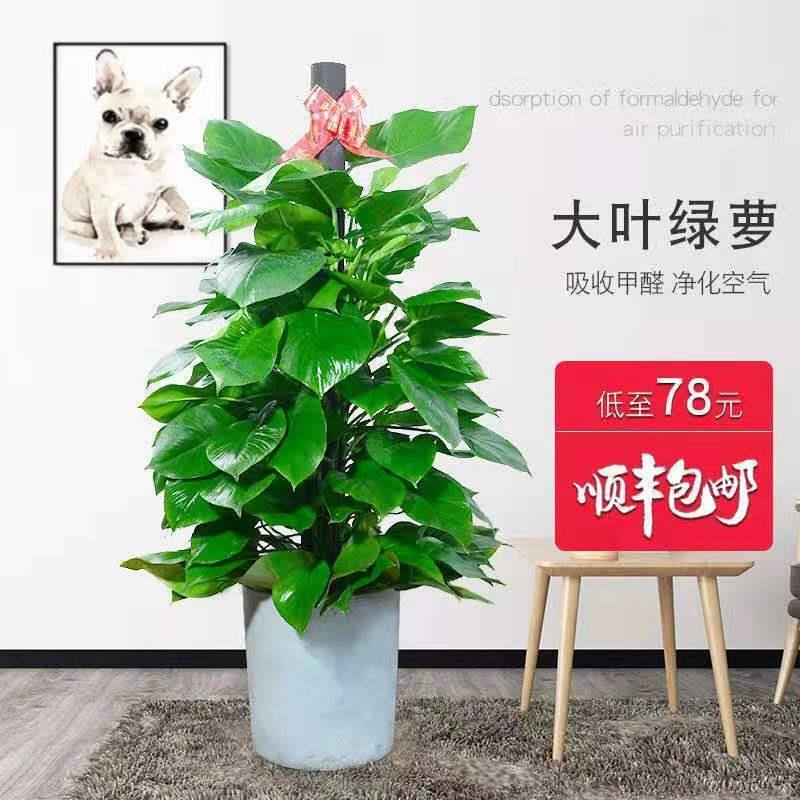 绿萝盆栽大叶绿萝柱大客厅绿植大盆景四季常青吸甲醛净化空气