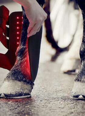 红光红外线宠物肌肉拉伤口恢复马腿部便携光疗LED LIGHT THERAPY